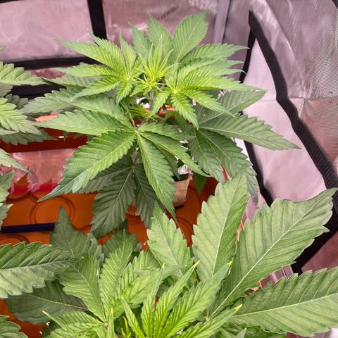 Purple Ghost Candy growlog timeline photo