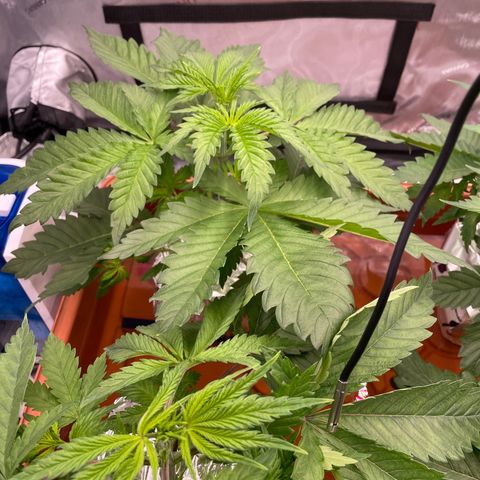 Purple Ghost Candy growlog timeline photo