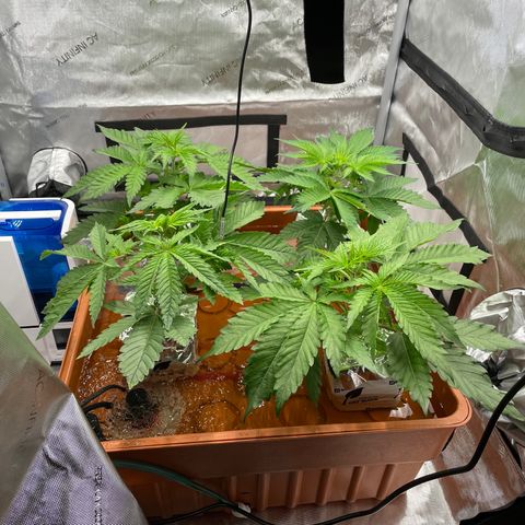 Purple Ghost Candy growlog timeline photo