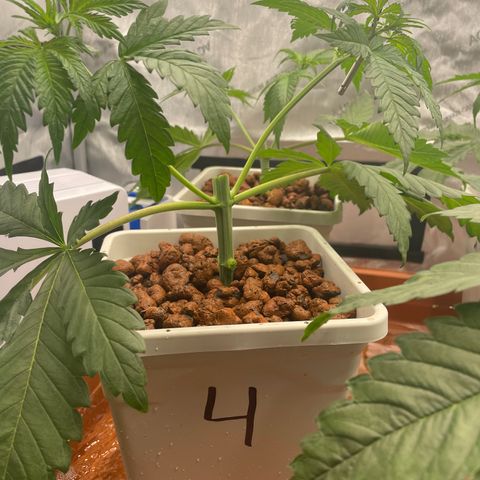 Purple Ghost Candy growlog photo: Girls got a hair cut today. Clones started 