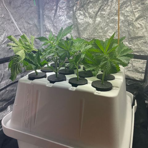 Purple Ghost Candy growlog photo: Girls got a hair cut today. Clones started 