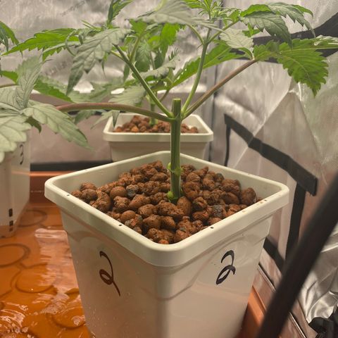 Purple Ghost Candy growlog photo: Girls got a hair cut today. Clones started 