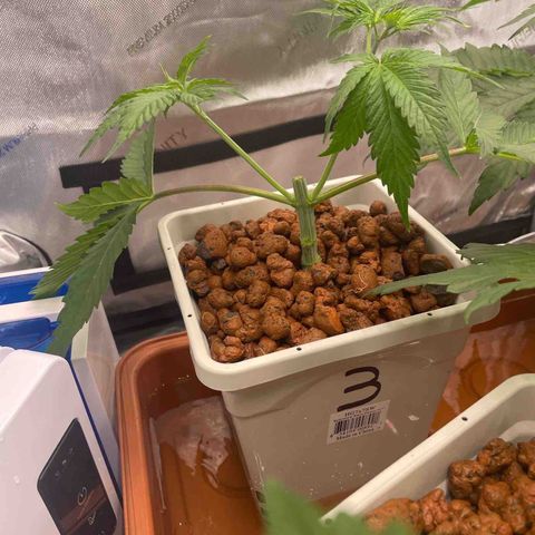 Purple Ghost Candy growlog timeline photo