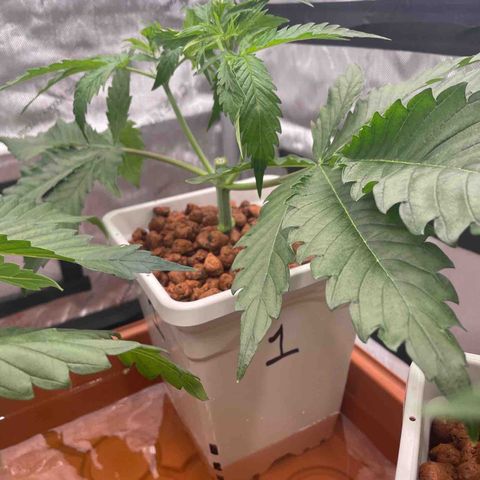 Purple Ghost Candy growlog timeline photo