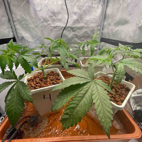 Purple Ghost Candy growlog timeline photo