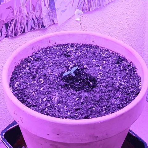 White Widow XXL growlog timeline photo