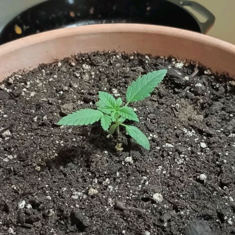 White Widow XXL growlog timeline photo