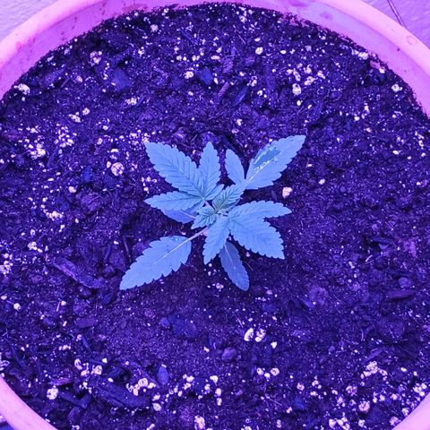 White Widow XXL growlog timeline photo