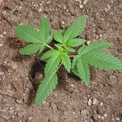 White Widow XXL growlog timeline photo