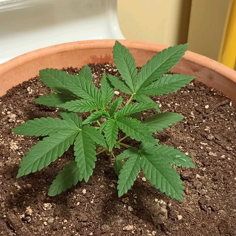 White Widow XXL growlog photo: I hope she does this well the whole way. Beautiful!🤓