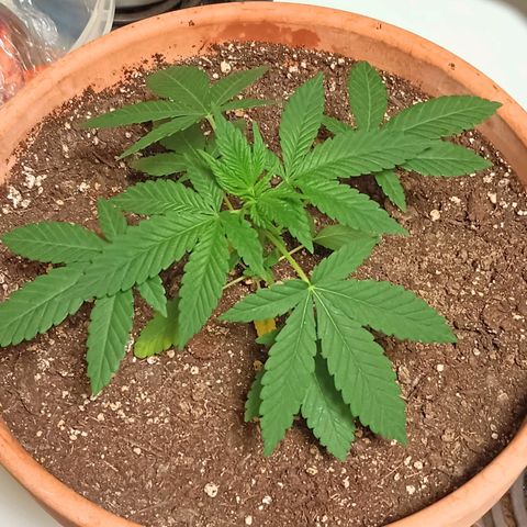 White Widow XXL growlog timeline photo