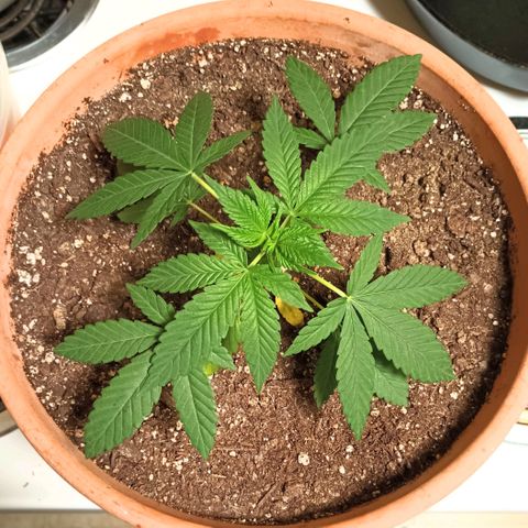 White Widow XXL growlog timeline photo