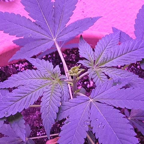 White Widow XXL growlog photo: I FIMmed her today. I hope she recovers ok. Last night I forgot to turn the light back on, so by FIMming her I put a stop to upward growth or any attempt at flowering. Also, it was the right time. She's healthy, strong and has 8 or 9 nodes. After she recovers I'm going to begin LST.