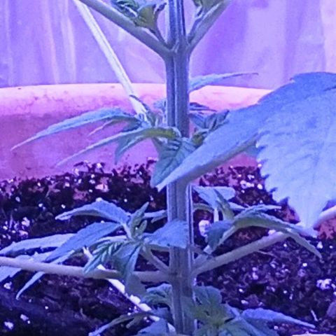 White Widow XXL growlog photo: I'm not sure why branches are growing out from nodes. I FIMmmed her 2 days ago, but this was beginning before that