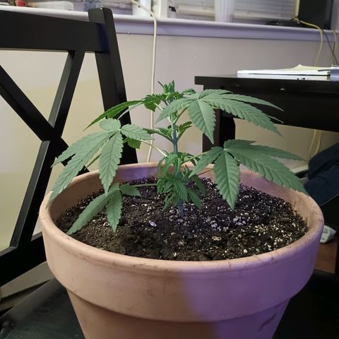 White Widow XXL growlog photo: Trimmed bottom leaves that were dying or dead already. 