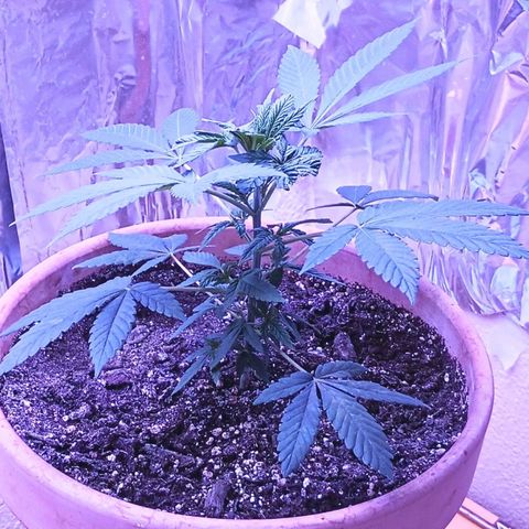 White Widow XXL growlog timeline photo