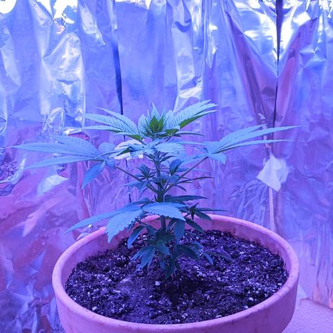 White Widow XXL growlog timeline photo