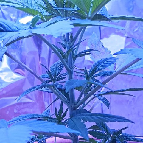 White Widow XXL growlog photo: Where are the white hairs