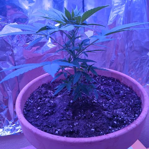 White Widow XXL growlog photo: Where are the white hairs