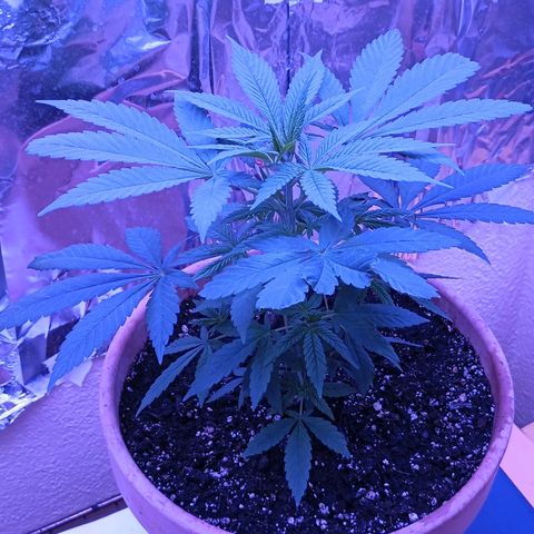 White Widow XXL growlog timeline photo