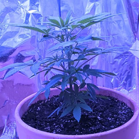 White Widow XXL growlog timeline photo