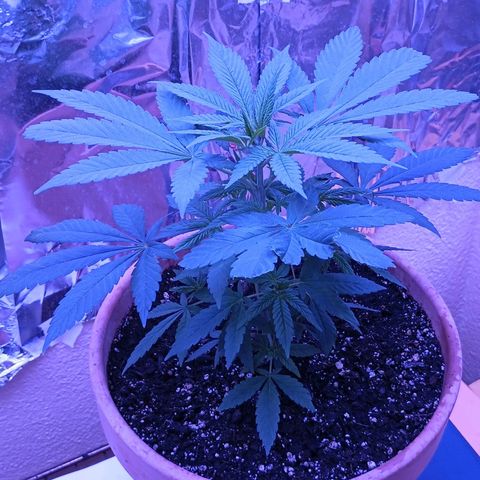 White Widow XXL growlog timeline photo