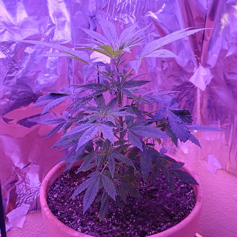 White Widow XXL growlog timeline photo