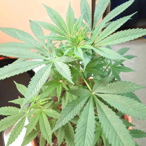 White Widow XXL growlog photo: She's looking great! I trimmed all the fan leaves except top 2 tiers.
