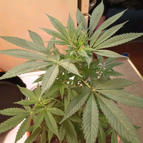 White Widow XXL growlog timeline photo