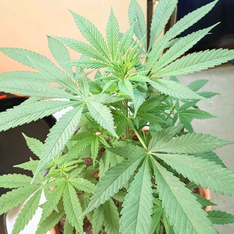 White Widow XXL growlog timeline photo