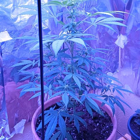 White Widow XXL growlog photo: Getting bigger!