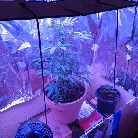 White Widow XXL growlog photo: Getting bigger!