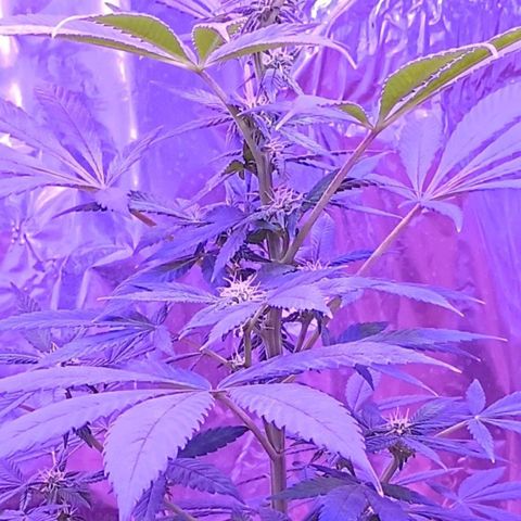 White Widow XXL growlog timeline photo