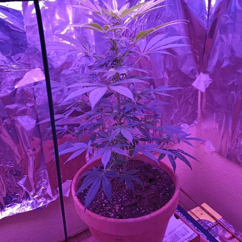 White Widow XXL growlog timeline photo