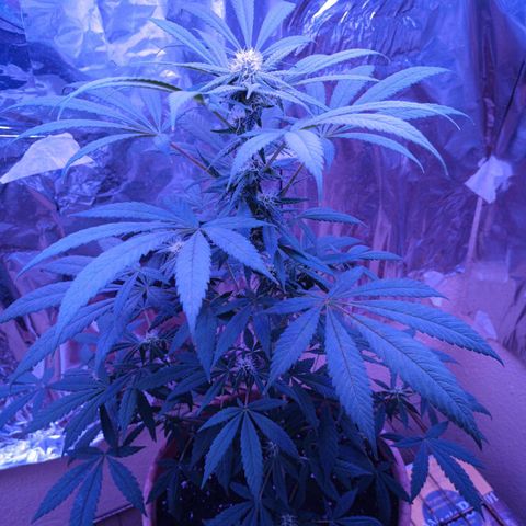 White Widow XXL growlog timeline photo