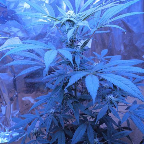 White Widow XXL growlog timeline photo