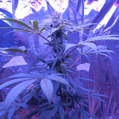 White Widow XXL growlog photo: Looking good at 4 1/2 weeks flower