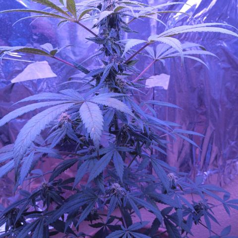 White Widow XXL growlog photo: Looking good at 4 1/2 weeks flower