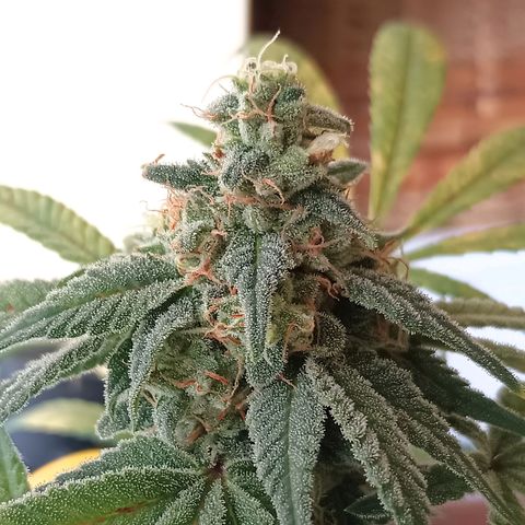 White Widow XXL growlog timeline photo