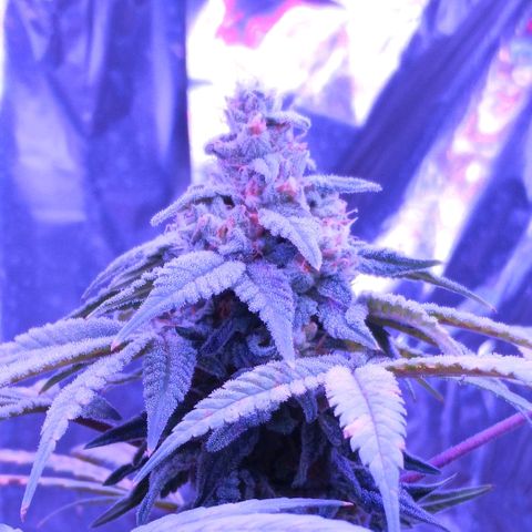 White Widow XXL growlog photo: She's looking great. Her pisils are orange early, likely due to stress and slight nute burn. Never use Miracle Gro, lol! But she's doing really well considering the weak lighting, small pot, and all the mistakes I made. I'm very proud of her and grateful she was strong enough to do well under less than perfect conditions. Thanks, Ms. Widow!