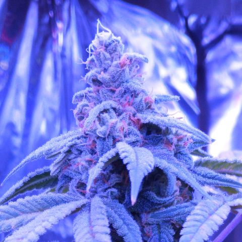 White Widow XXL growlog photo: She's looking great. Her pisils are orange early, likely due to stress and slight nute burn. Never use Miracle Gro, lol! But she's doing really well considering the weak lighting, small pot, and all the mistakes I made. I'm very proud of her and grateful she was strong enough to do well under less than perfect conditions. Thanks, Ms. Widow!