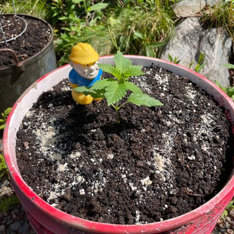 DP growlog photo: Day 2, not bad. Gunther has a new friend his size. 
