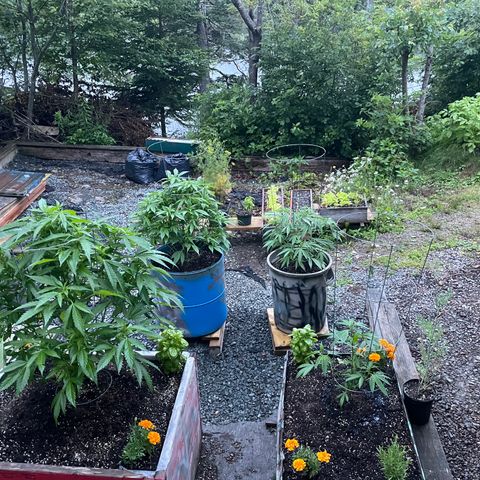 DP growlog photo: Post trim after only 4 days since last. Moist weather for days ahead. 