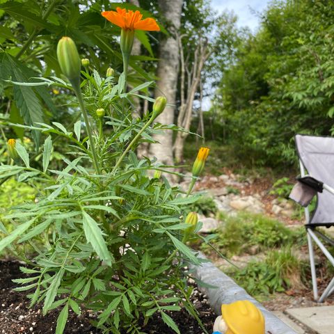 DP growlog photo: Gunther has an eye on you, DP. See how you do on your own uptown. 