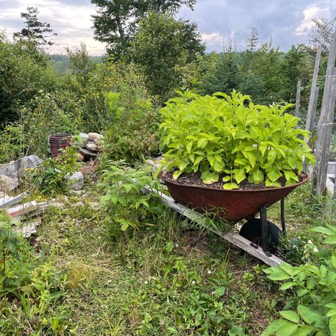 DP growlog photo: Can you see DP? Nice little spot, lots of sun