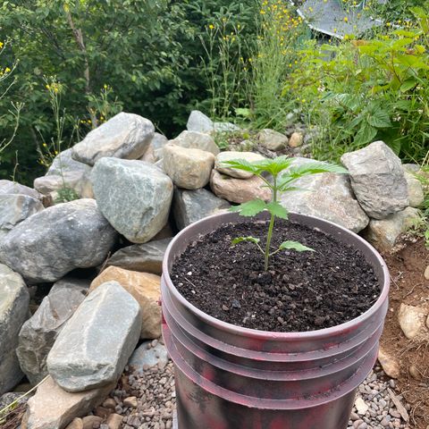 DP growlog photo: Can you see DP? Nice little spot, lots of sun
