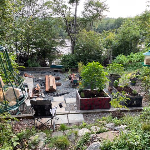 DP growlog photo: Greenhouse improvements. Raised beds, added bird feeders, trimmed trees, added black gold to each …
