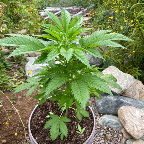 DP growlog photo: Post topping. 7-8 nodes up, it was time. 
