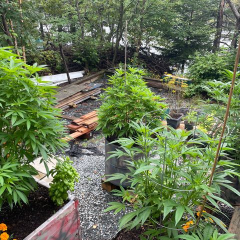 DP growlog photo: Lookin good after heavy rain this am and 3 days camping at Ellenwood. 