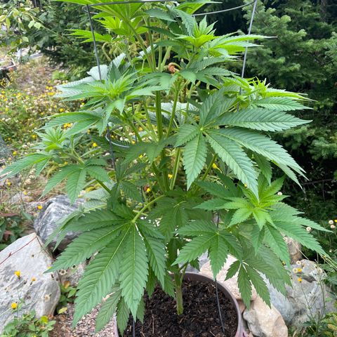 DP growlog photo: Update pic after 2l RO. Very healthy! Soon to be tied down
